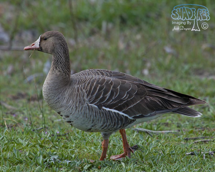 Greater White-Fronted Goose - Anser albifrons