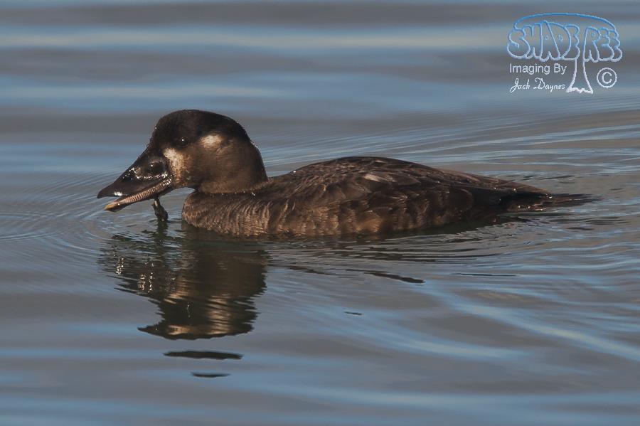 Surf Scoter - Melanitta perspicillata