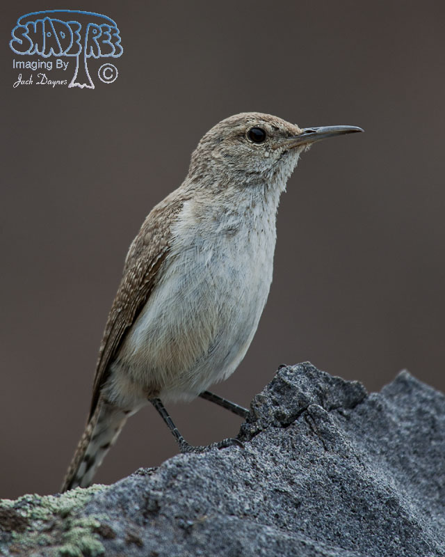 Rock Wren - Salpinctes obsoletus