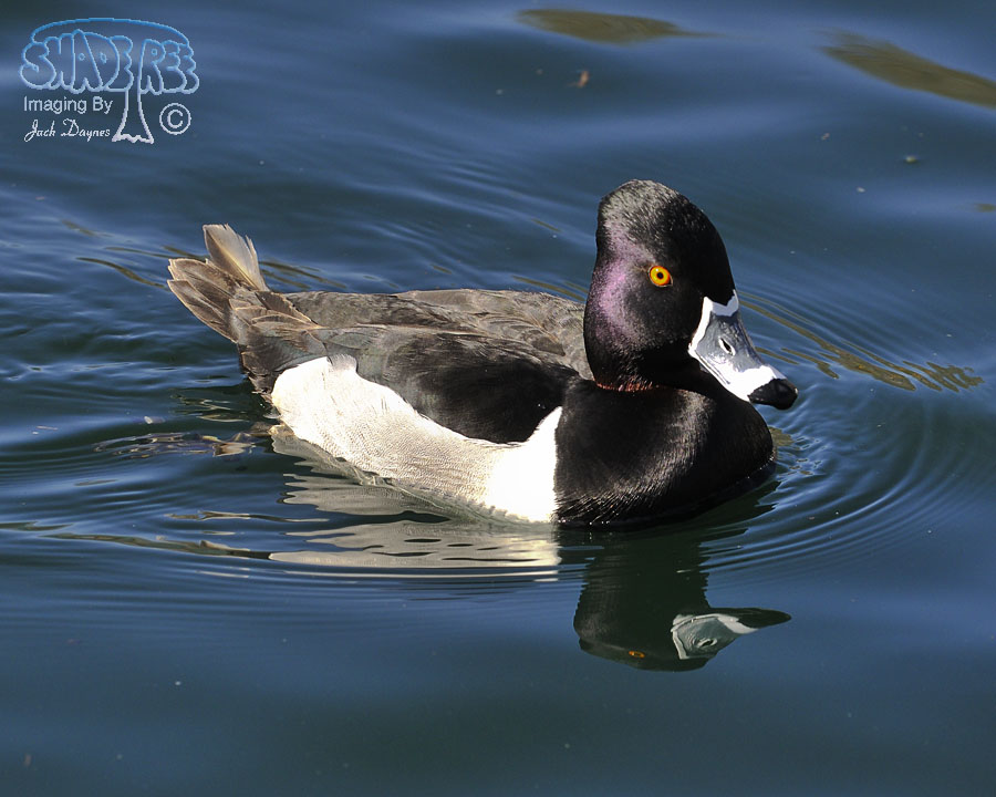 Ring-Necked Duck - Aythya collaris
