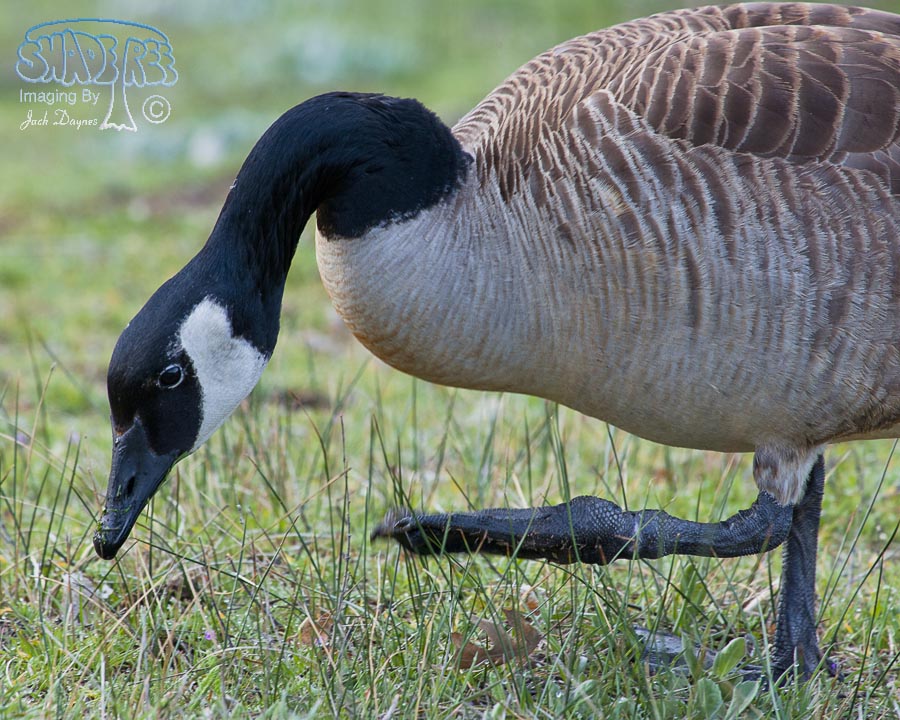 Canada Goose - Branta canadensis