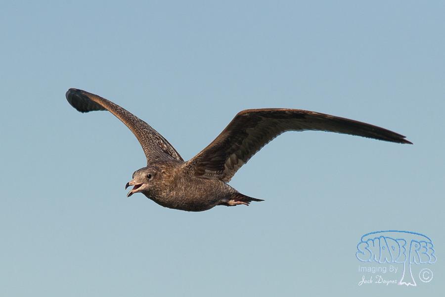 California Gull - Larus californicus