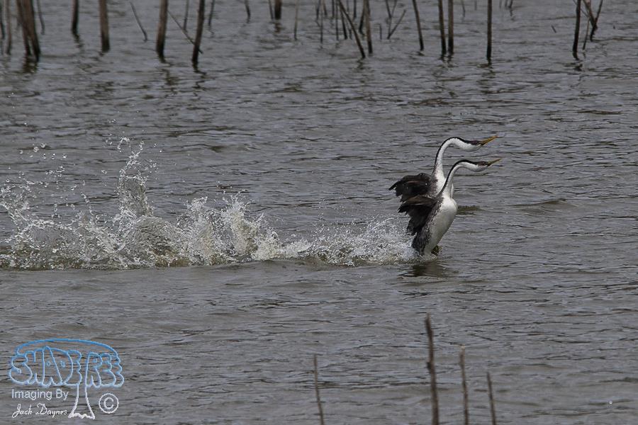 Western Grebe - Aechmophorus occidentalis