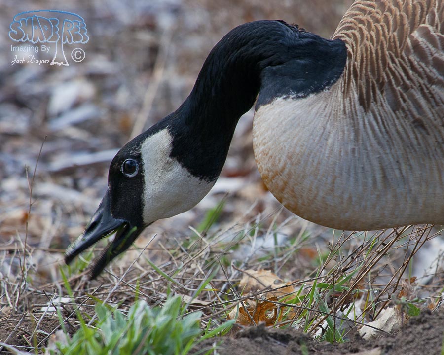Canada Goose - Branta canadensis