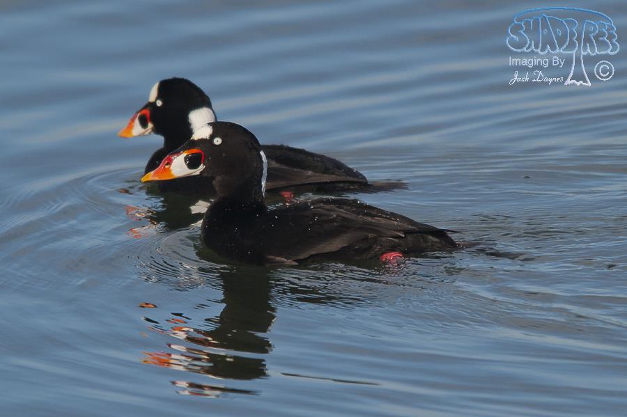 Surf Scoter - Melanitta perspicillata