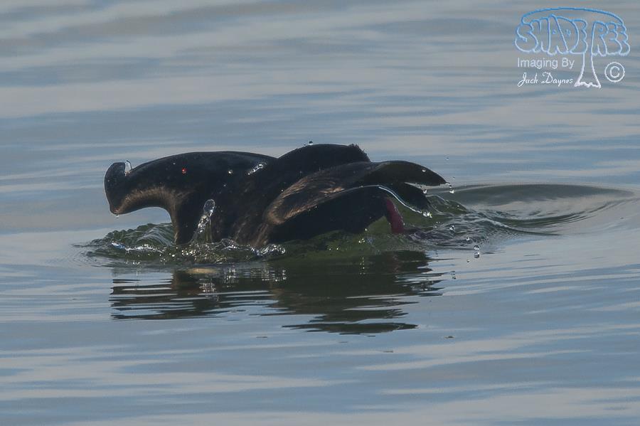 Surf Scoter - Melanitta perspicillata