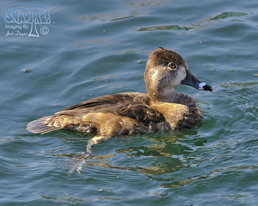 Ring-Necked Duck - Aythya collaris