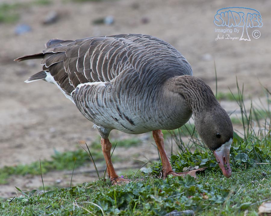 Greater White-Fronted Goose - Anser albifrons