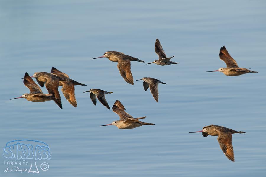 Marbled Godwit - Limosa fedoa
