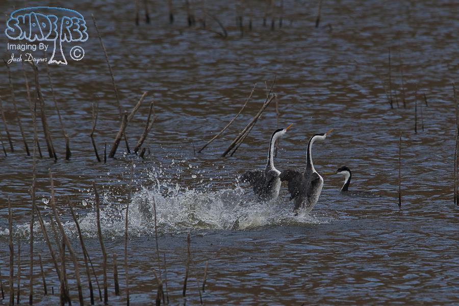 Clark's Grebe - Aechmophorus clarkii