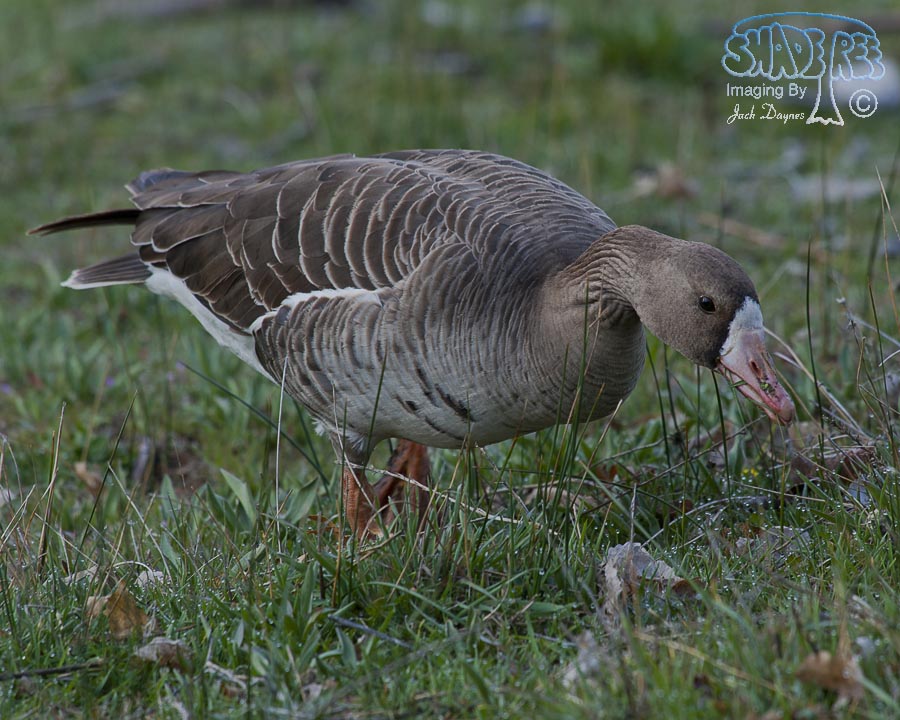 Greater White-Fronted Goose - Anser albifrons