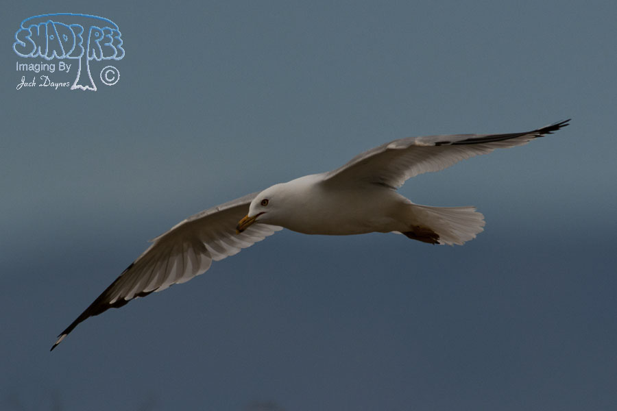 Ring-Billed Gull - Larus delawarensis