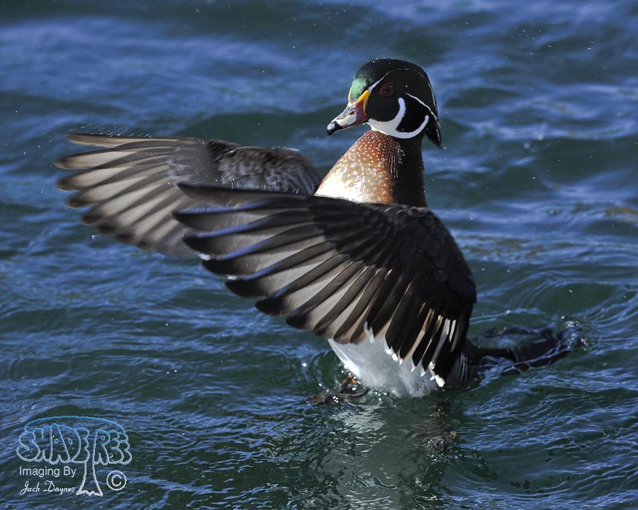 Wood Duck - Aix sponsa