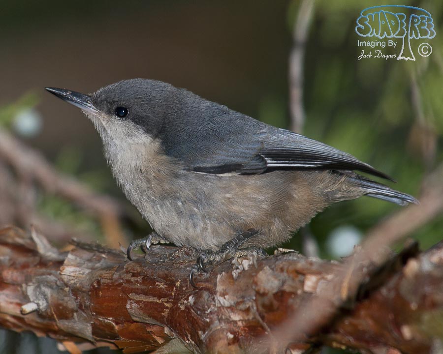 Pygmy Nuthatch - Sitta pygmaea