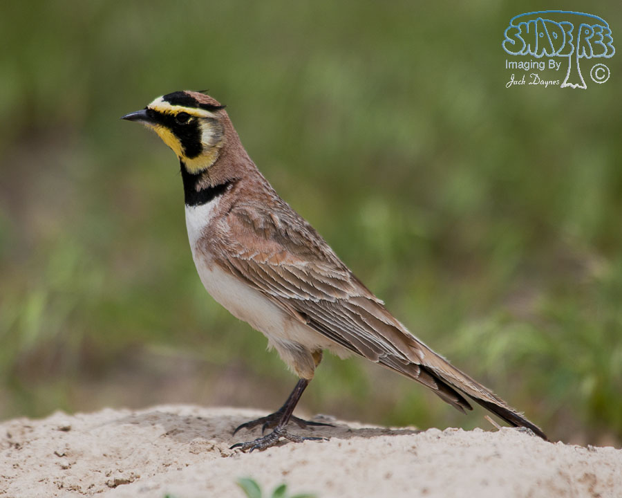 Horned Lark - Eremophila alpestris