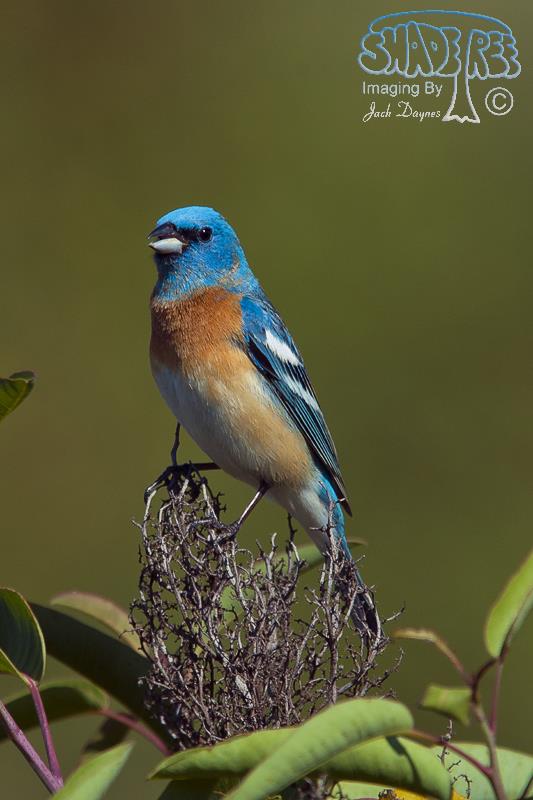 Lazuli Bunting - Passerina amoena