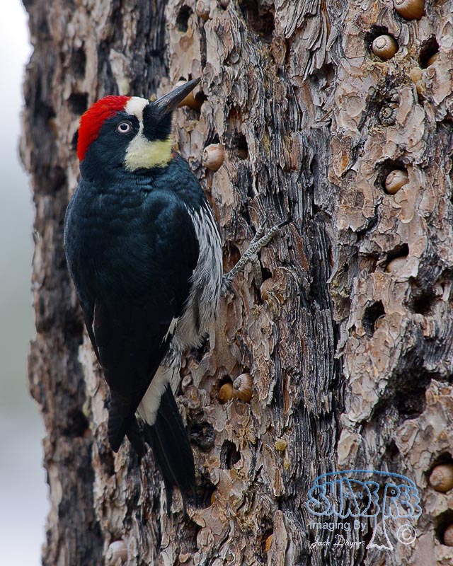 Acorn Woodpecker - Melanerpes formicivorus