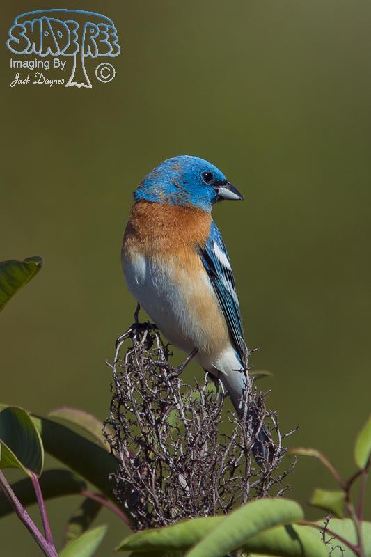 Lazuli Bunting - Passerina amoena