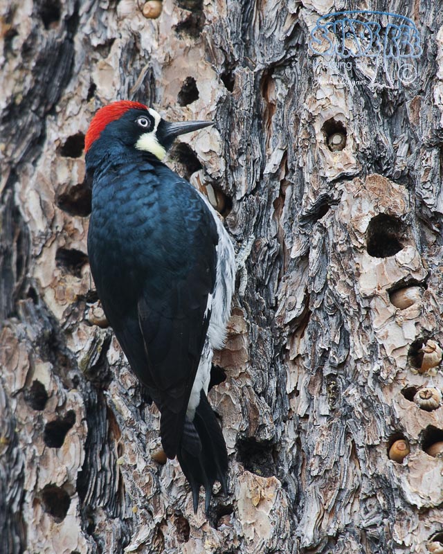 Acorn Woodpecker - Melanerpes formicivorus