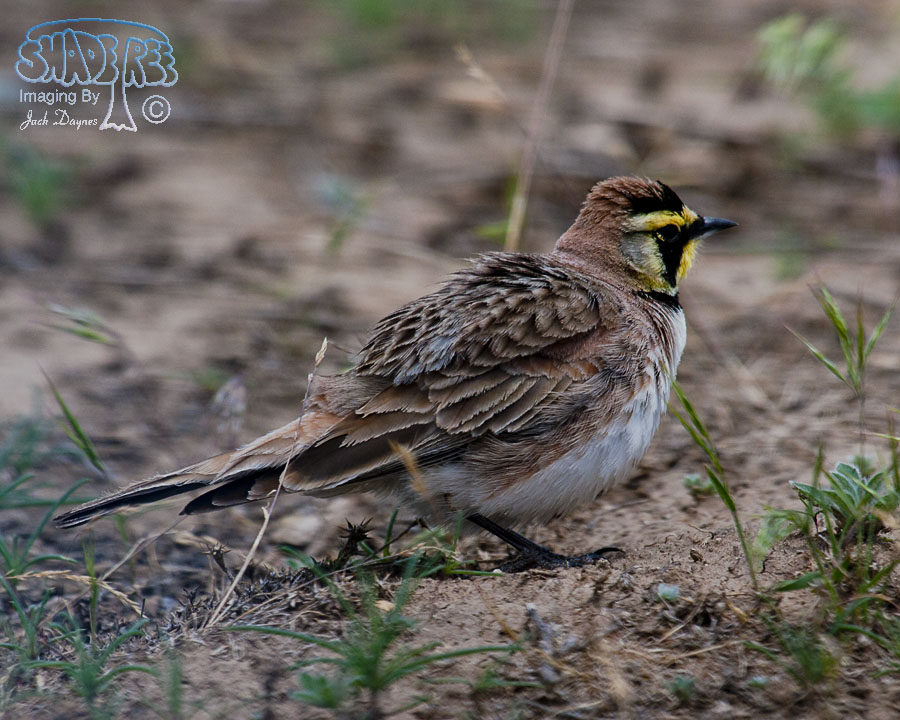 Horned Lark - Eremophila alpestris