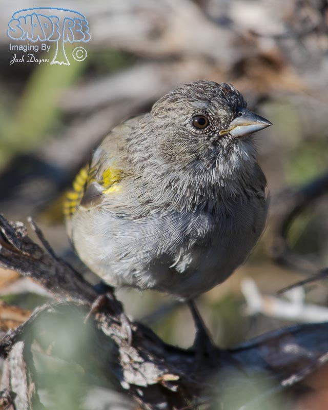 Green-Tailed Towhee - Pipilo chlorurus