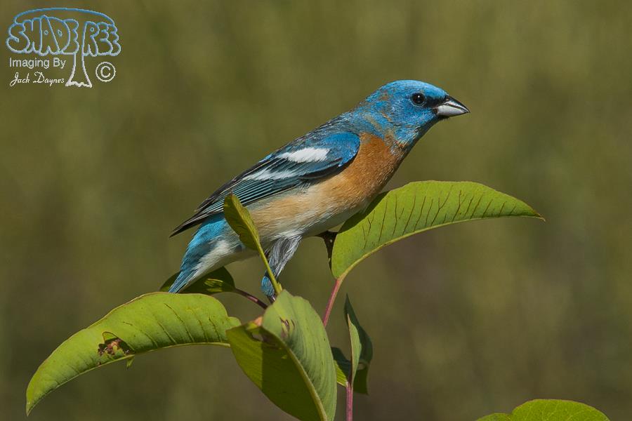 Lazuli Bunting - Passerina amoena