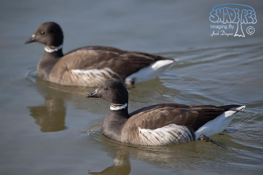 Brant - Branta bernicla