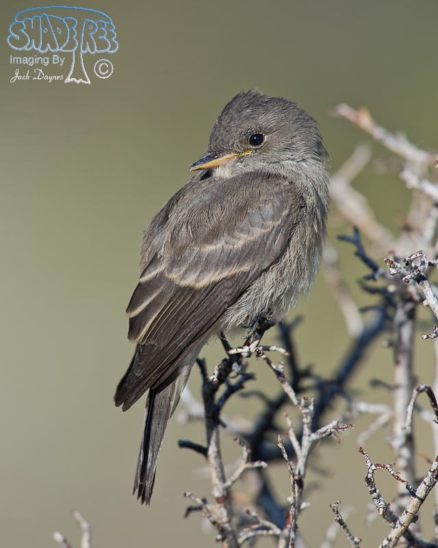 Western Wood-Pewee - Contopus sordidulus