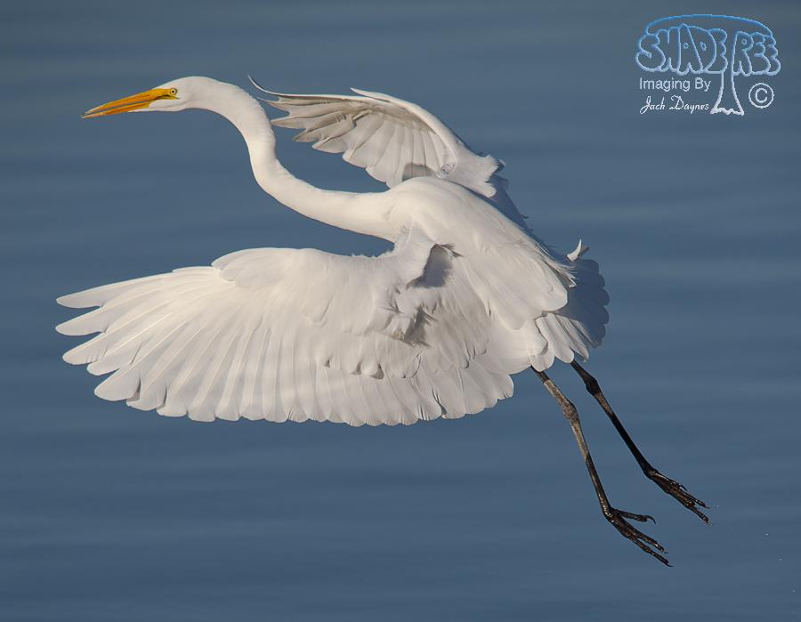 Great Egret - Ardea alba