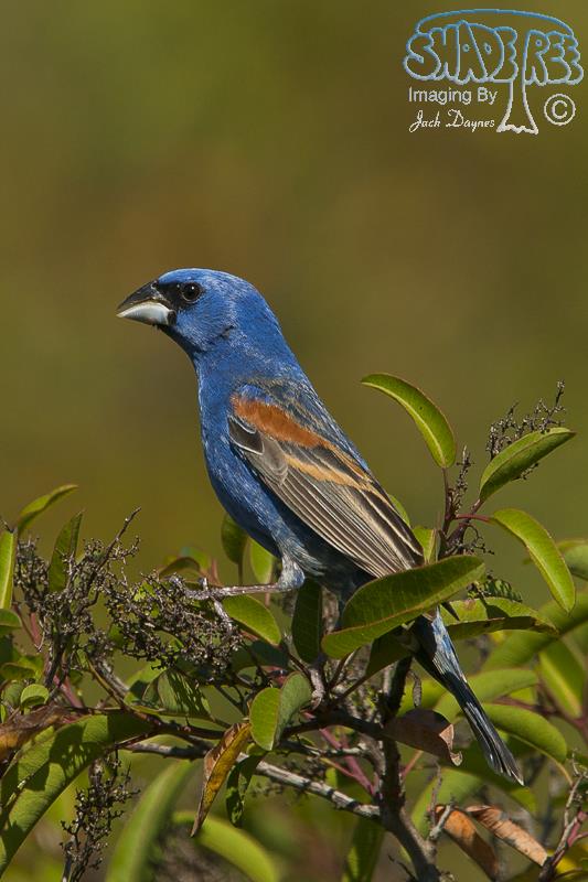 Blue Grosbeak - Passerina caerulea
