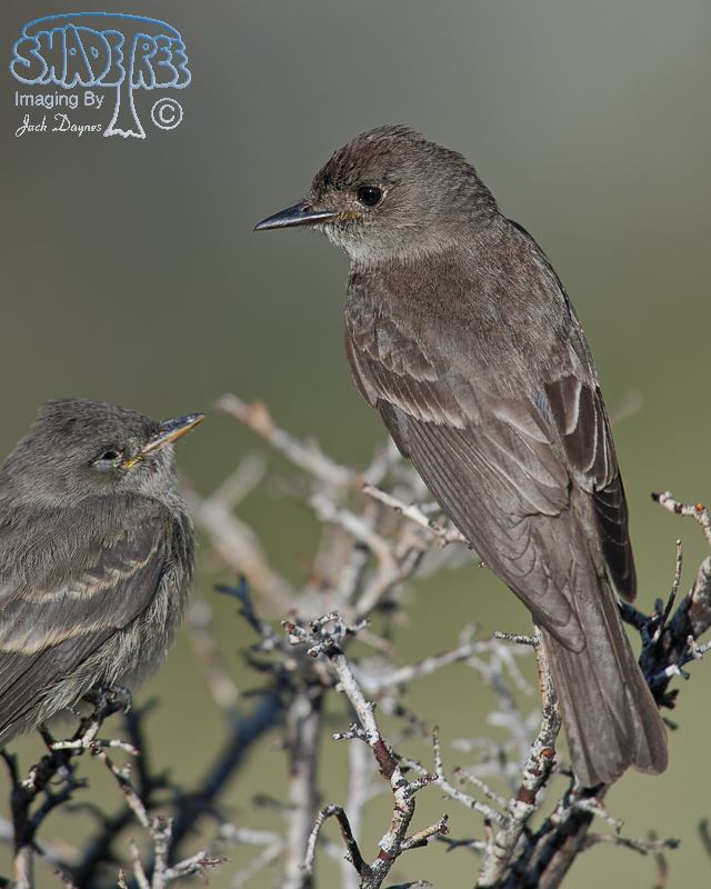 Western Wood-Pewee - Contopus sordidulus