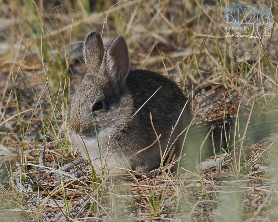 Pygmy Rabbit - Sylvilagus idahoensis