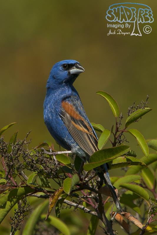 Blue Grosbeak - Passerina caerulea