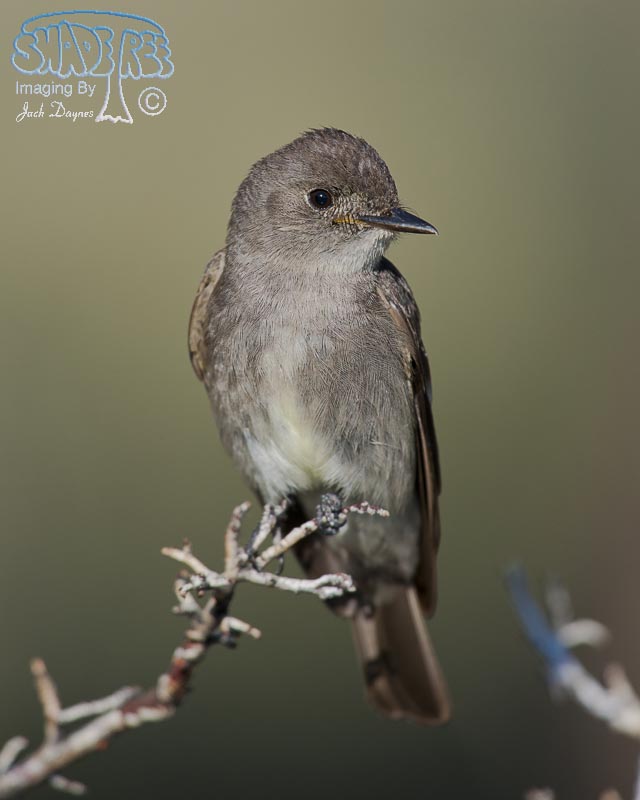 Western Wood-Pewee - Contopus sordidulus
