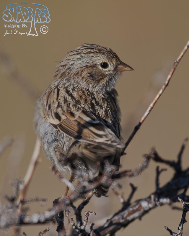Brewer's Sparrow - Spizella breweri