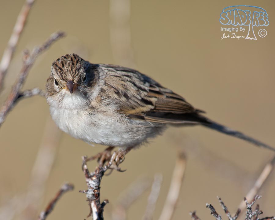 Brewer's Sparrow - Spizella breweri