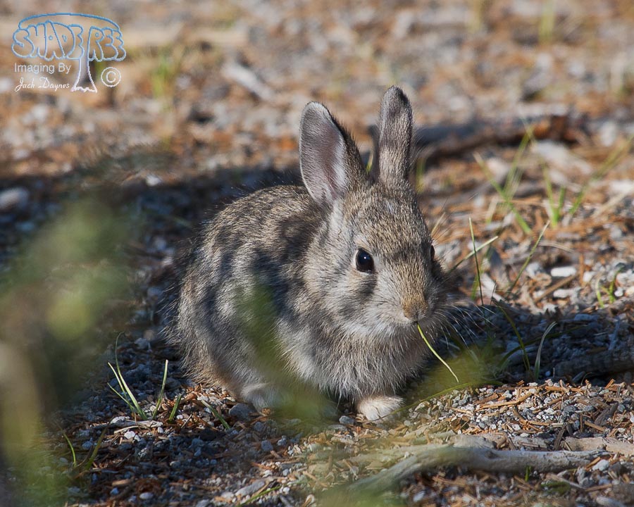 Pygmy Rabbit - Sylvilagus idahoensis