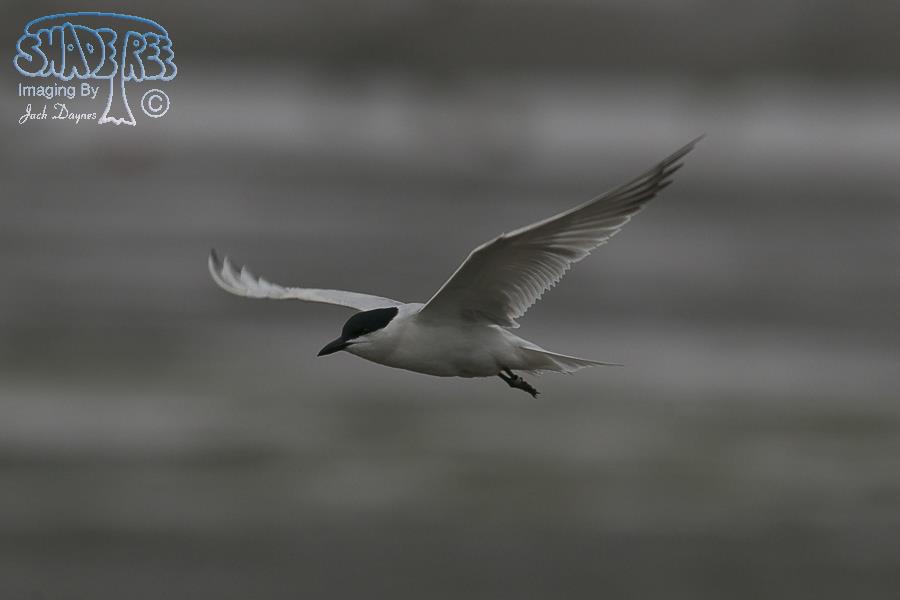 Gull-Billed Tern - Gelochelidon nilotica