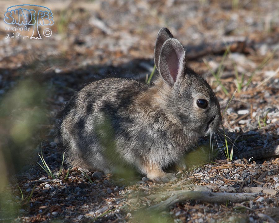 Pygmy Rabbit - Brachylagus idahoensis