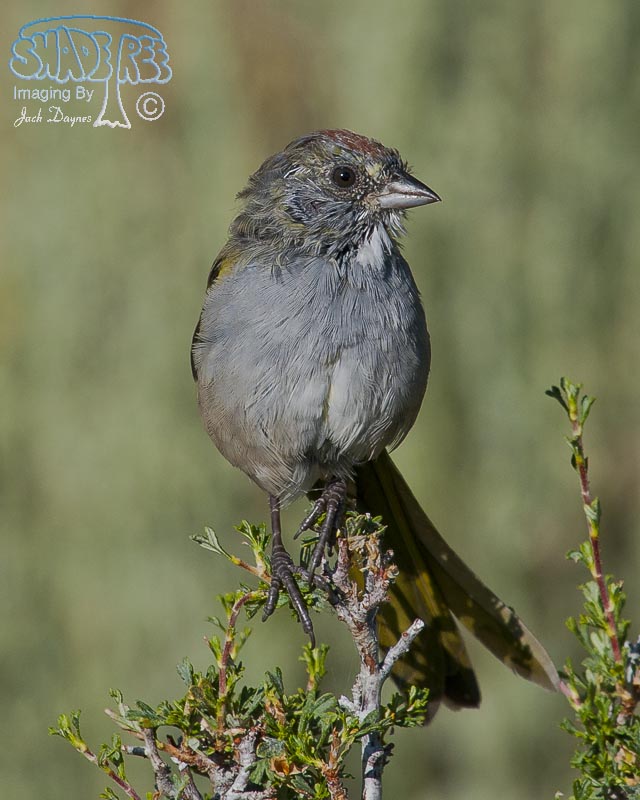 Green-Tailed Towhee - Pipilo chlorurus