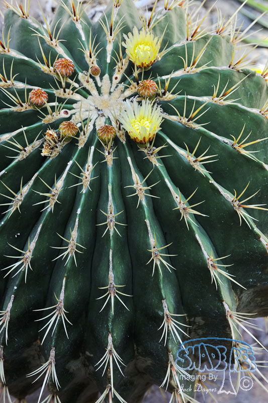 Cactus - Unknown