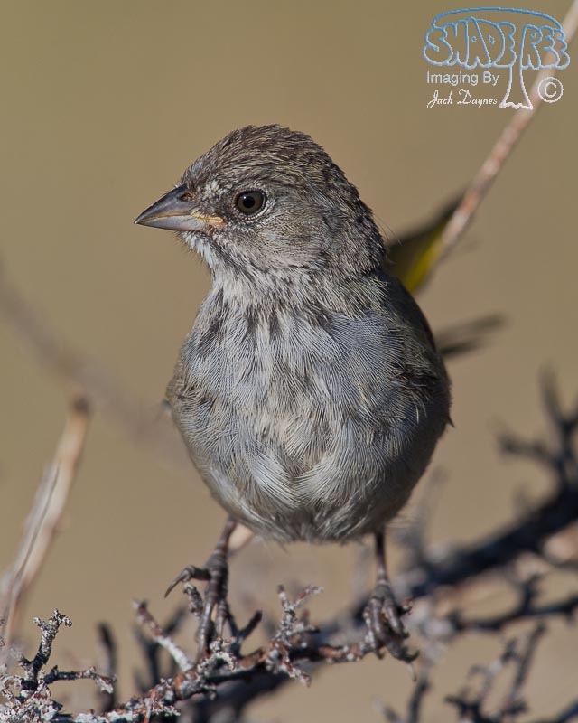 Green-Tailed Towhee - Pipilo chlorurus