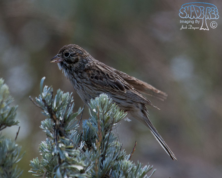 Vesper Sparrow - Pooecetes gramineus