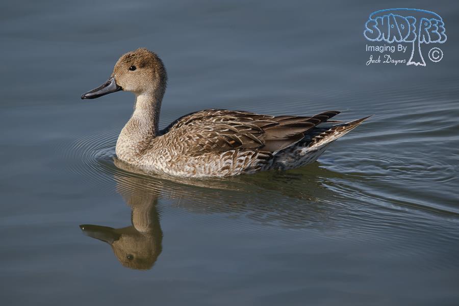 Northern Pintail - Anas acuta