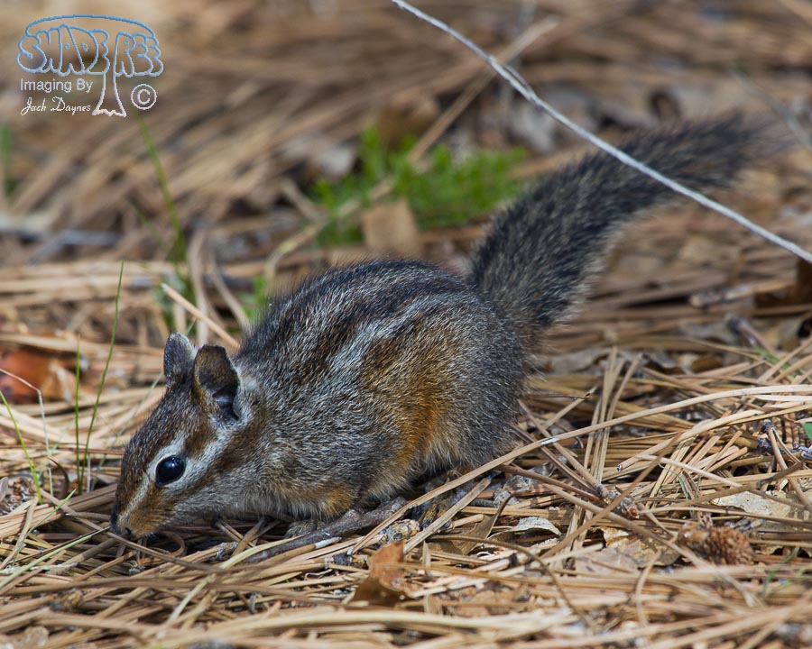 Merriam's Chipmunk - Neotamias merriami