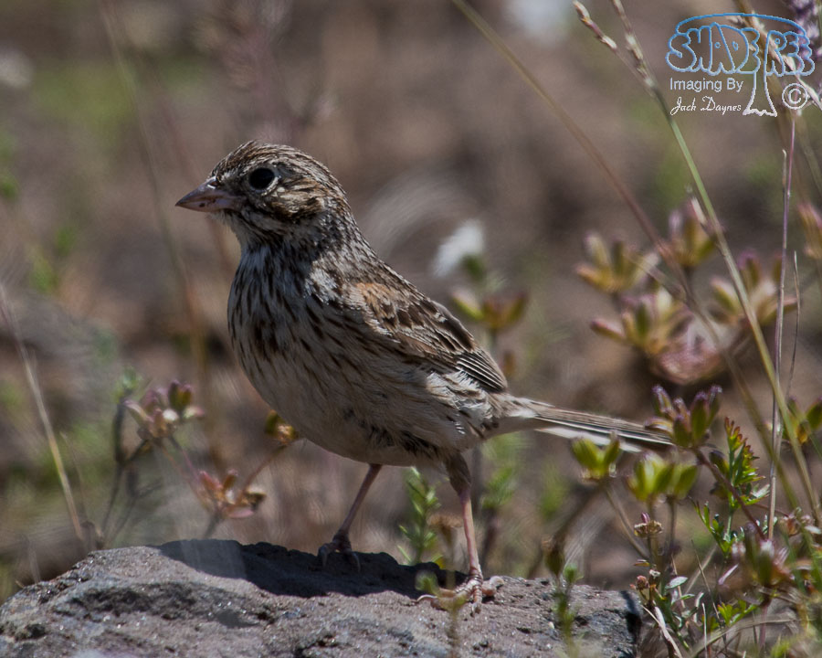 Vesper Sparrow - Pooecetes gramineus