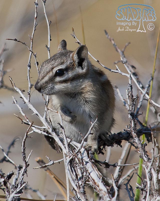 Chipmunk - Tamias sp.