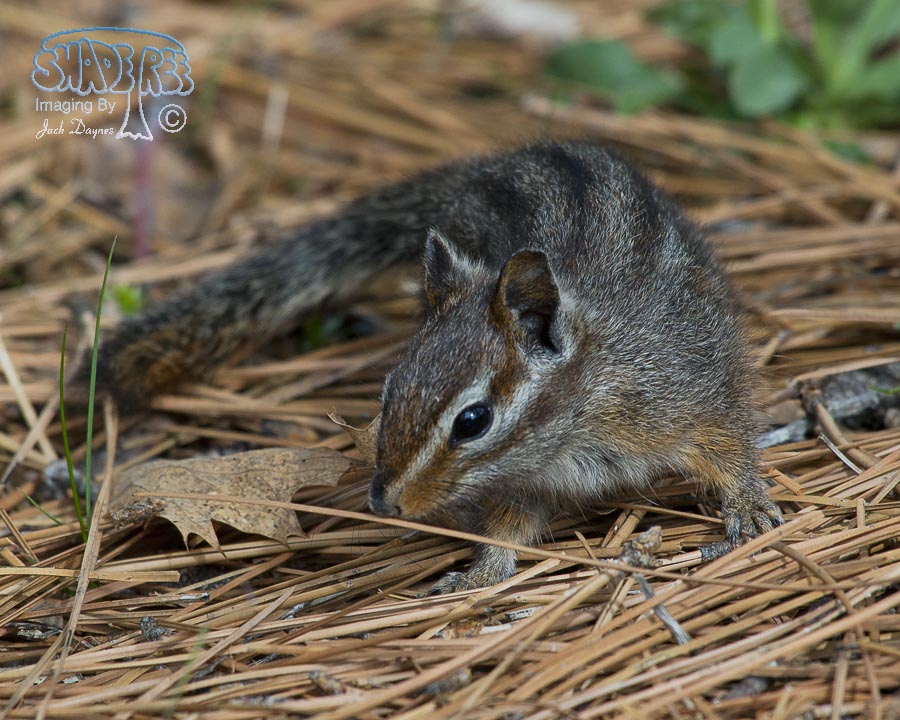 Merriam's Chipmunk - Neotamias merriami