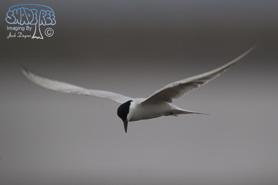 Gull-Billed Tern - Gelochelidon nilotica