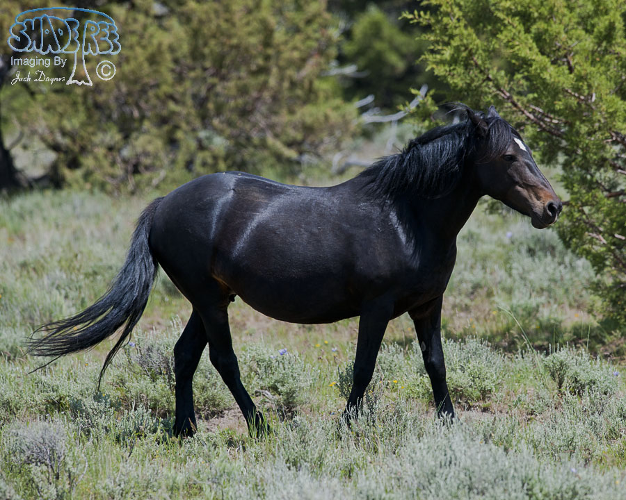 Horse - Equus ferus caballus
